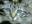 Alex_1975 Alex_1975